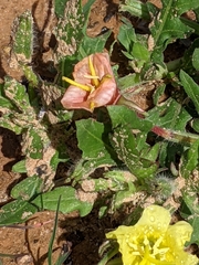 Oenothera laciniata