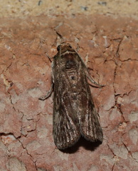 Hypsipyla robusta