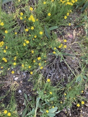 Thymophylla pentachaeta