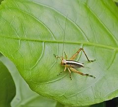 Eneoptera