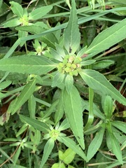 Euphorbia davidii