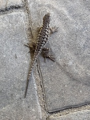 Sceloporus occidentalis bocourtii