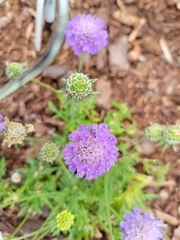 Dipsacoideae