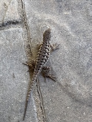 Sceloporus occidentalis bocourtii