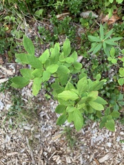 Vaccinium membranaceum