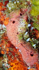 Amphimedon compressa