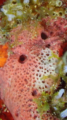 Amphimedon compressa