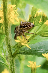 Eris militaris