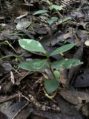 Daphnopsis caracasana
