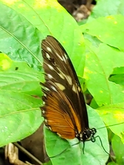 Heliconius hecale