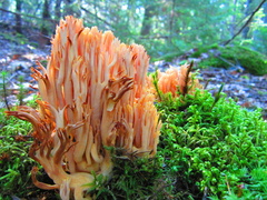 Ramaria formosa