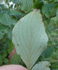 Cornus alternifolia