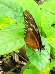 Heliconius hecale