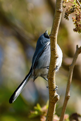 Polioptila dumicola