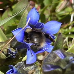 Bombus kirbiellus