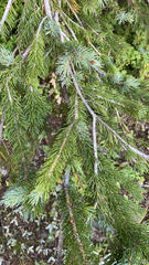 Picea engelmannii