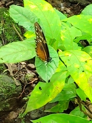 Heliconius hecale