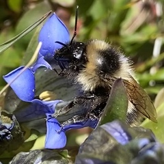 Bombus kirbiellus