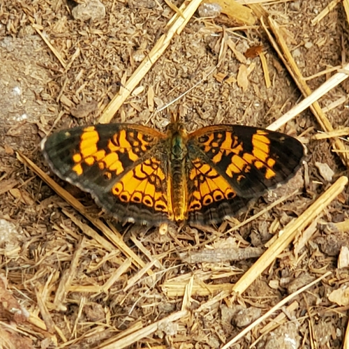 Pearl Crescent photographed in Indiana
