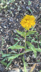 Solidago multiradiata