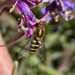 Syrphus opinator