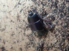 Hololepta plana