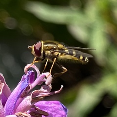 Syrphus opinator