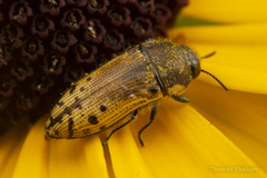 Acmaeodera mixta