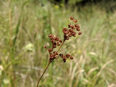 Juncus biflorus