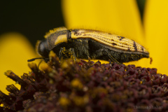 Acmaeodera mixta