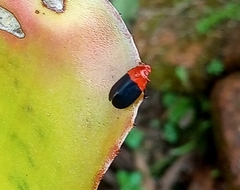 Sphenorhina rhodopepla