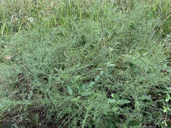 Symphyotrichum dumosum