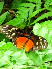 Heliconius hecalesia