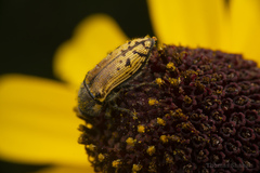 Acmaeodera mixta