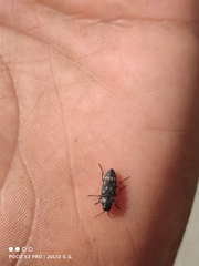 Melanophila consputa