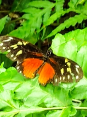 Heliconius hecalesia