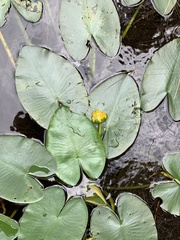 Nuphar