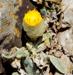 Helichrysum doerfleri