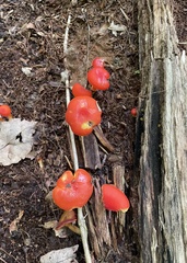 Hygrocybe