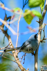 Polioptila dumicola