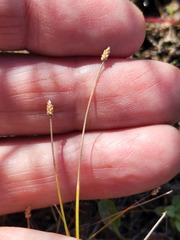 Eleocharis nitida