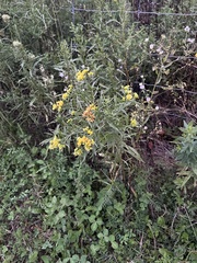 Euthamia graminifolia