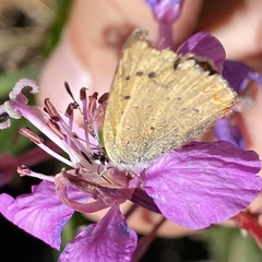 Tharsalea dorcas sangremar