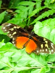 Heliconius hecalesia