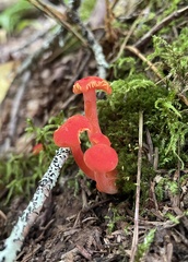 Hygrocybe
