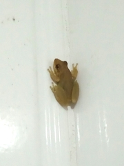 Scinax