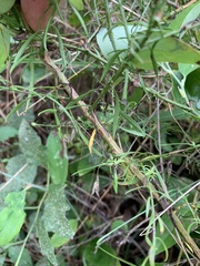 Symphyotrichum dumosum