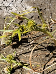 Sparganium angustifolium