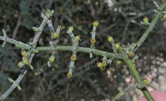 Phoradendron californicum