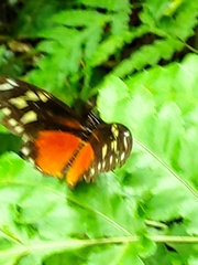 Heliconius hecalesia